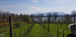 Breitbrunn Weingarten Ruhland