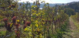 Passau Weinberg mit Donaublick