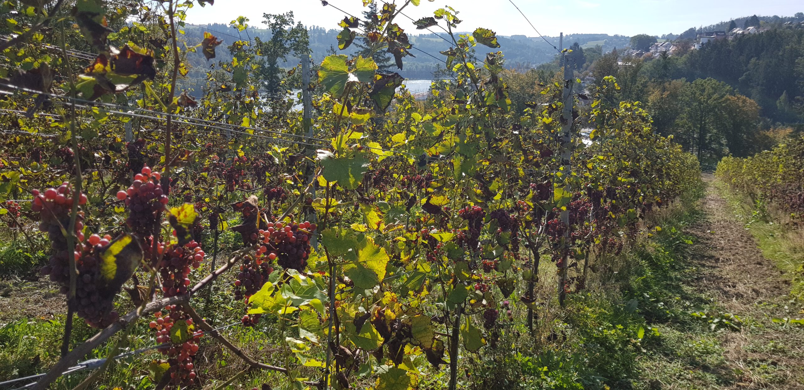 Passau Weinberg mit Donaublick
